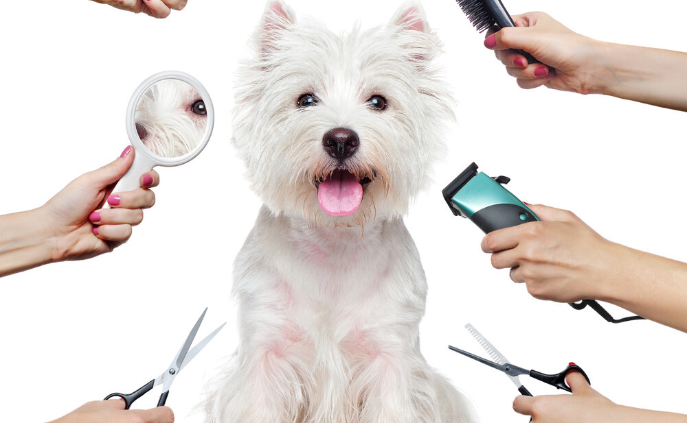 Best dog clearance groomer