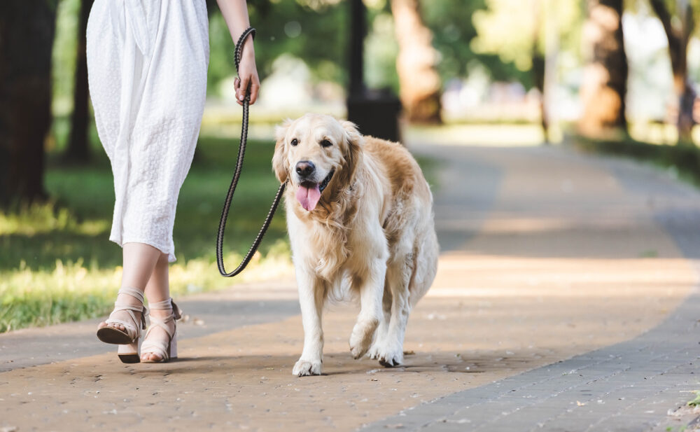 Self employed sale dog walker